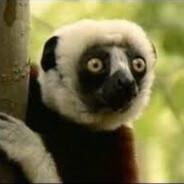 Zoboomafoo's Stream profile image