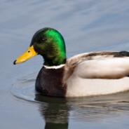 Duck's Stream profile image