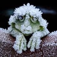 Snowfrog's - Steam avatar