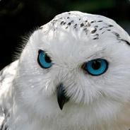 Woodelf's Stream profile image