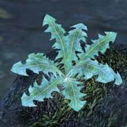 Nirnroot's - Steam avatar